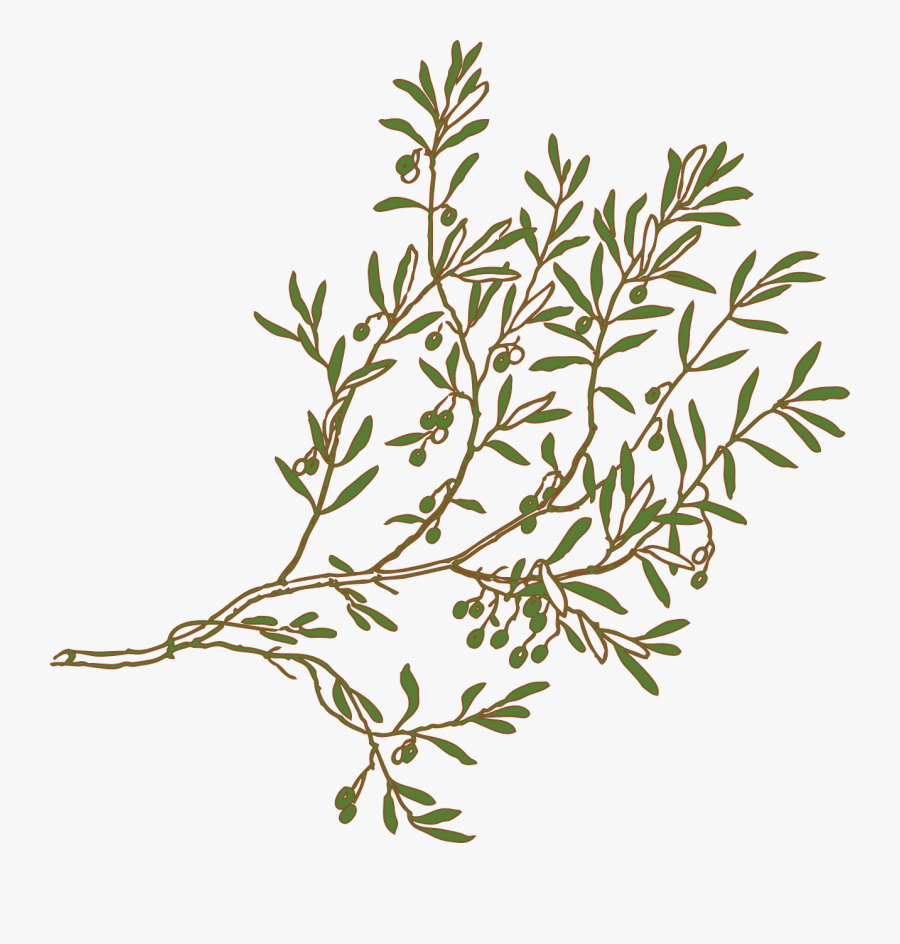 Olive Tree Branch Png, Transparent Clipart