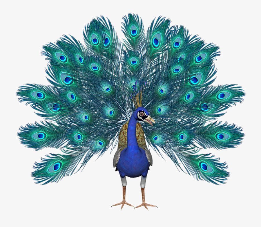 Transparent Peacock Feathers Clipart - Palpite Do Dia, Transparent Clipart