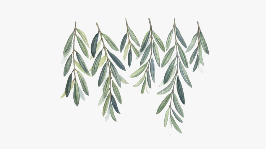 Olive Watercolor Painting Branch Willow Free Clipart - Rama De Olivo Acuarela, Transparent Clipart