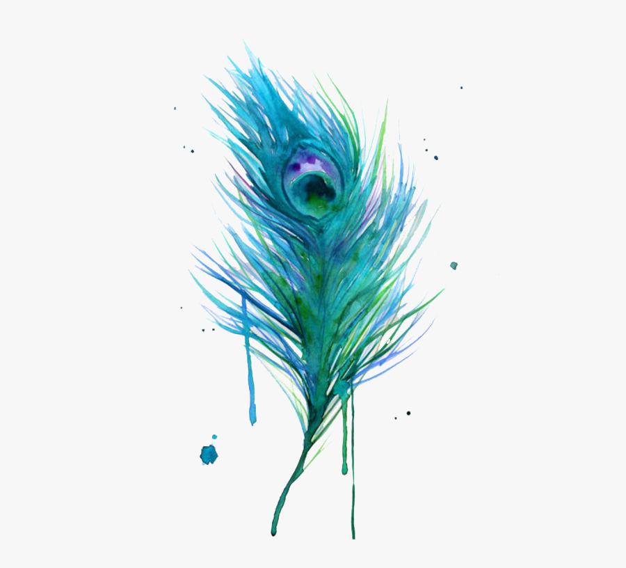 Asiatic Peafowl Feather Bird Clip Art - Peacock Feather Drawing Color, Transparent Clipart