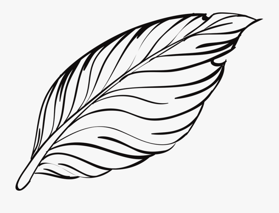 Transparent Feather Pen Png - Feather Outline Png, Transparent Clipart