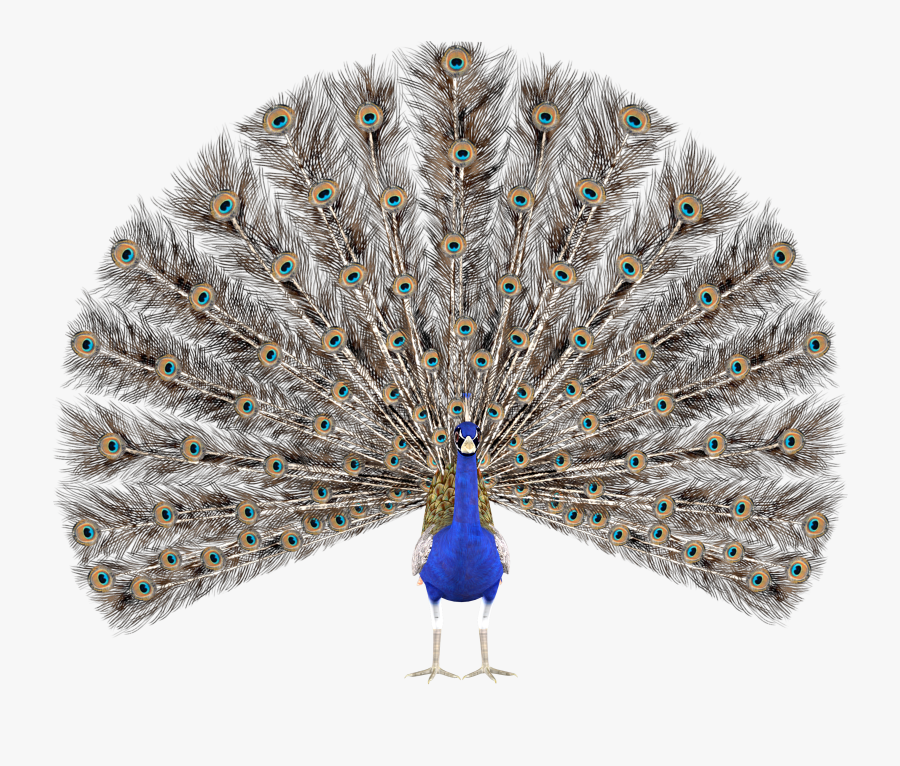Peacock Feather Krishna Png - Peacock Render, Transparent Clipart
