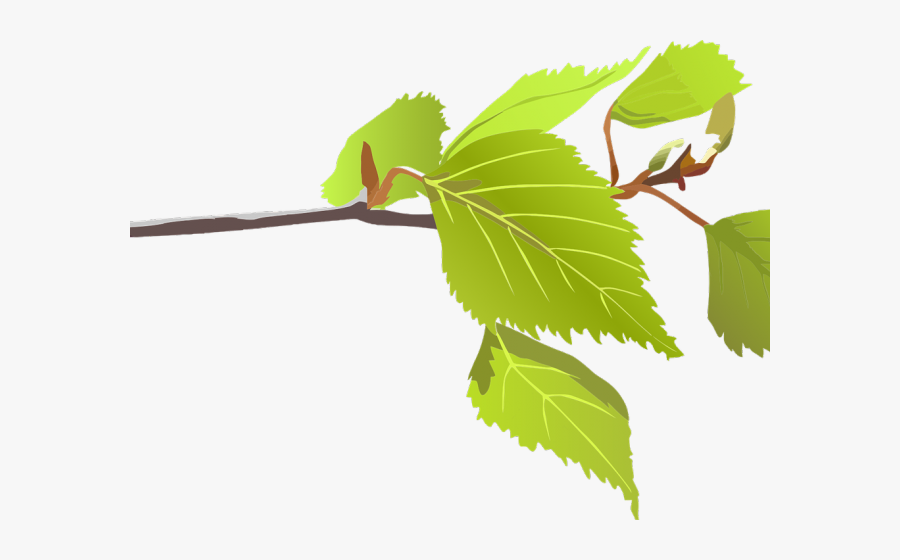 Hojas De Arbol Png, Transparent Clipart