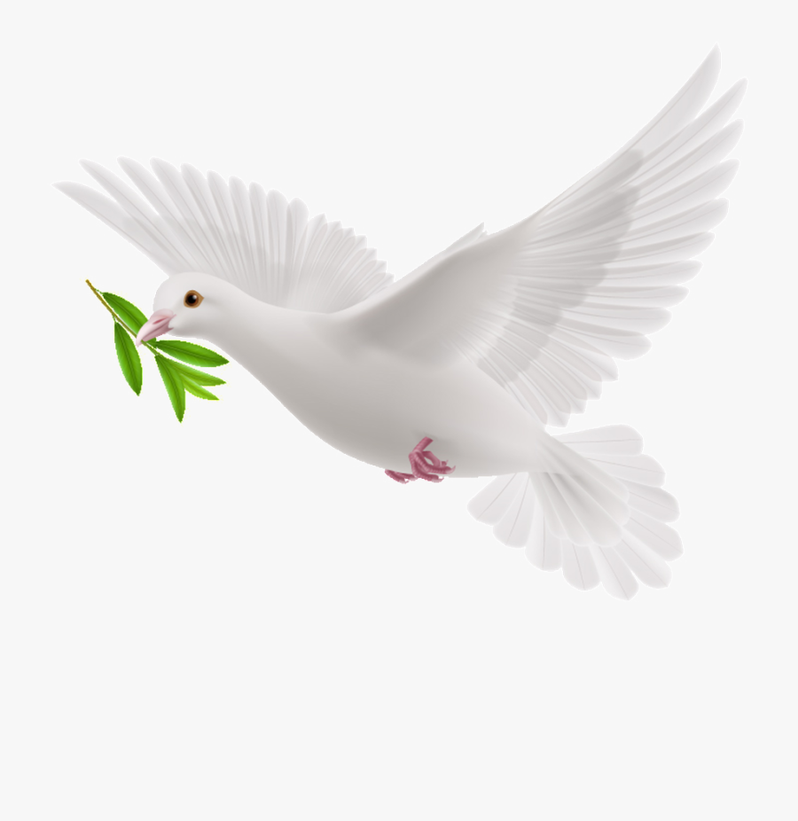 Transparent Olive Branch Clipart - White Flying Pigeon Png, Transparent Clipart