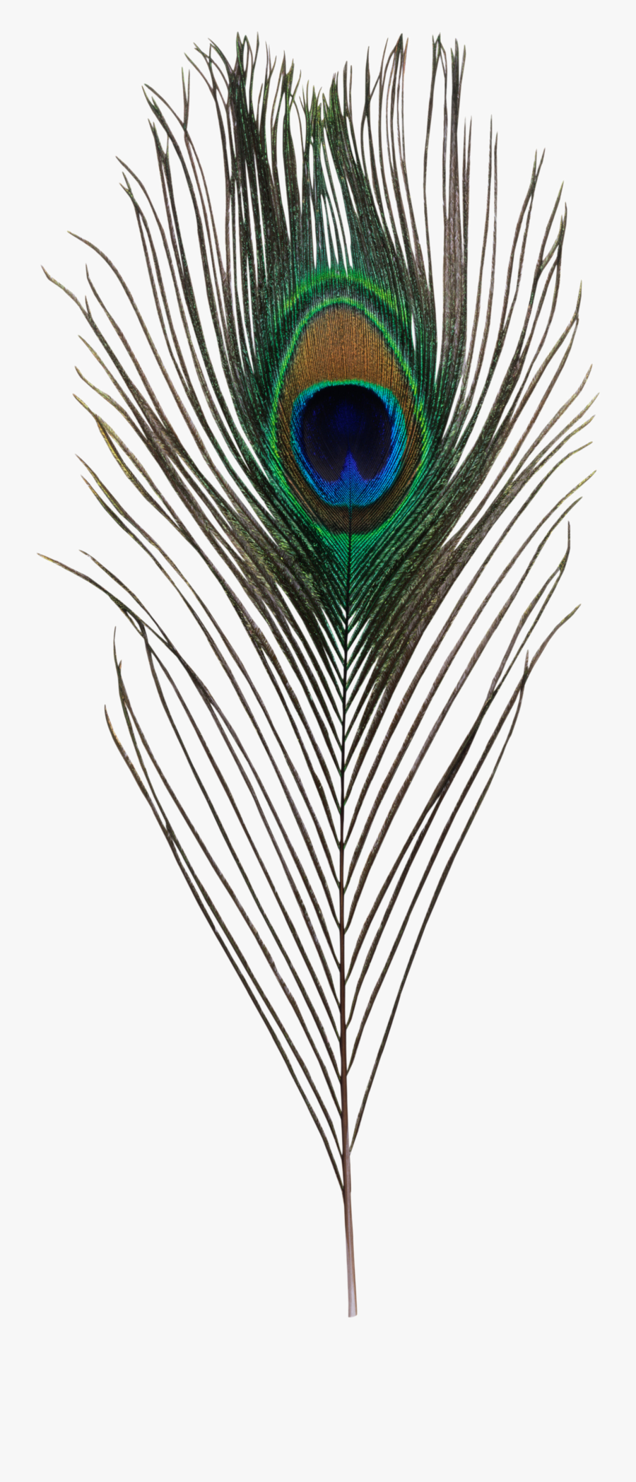 Clip Art Bird Asiatic Peafowl Feather - Krishna Peacock Feather Png, Transparent Clipart