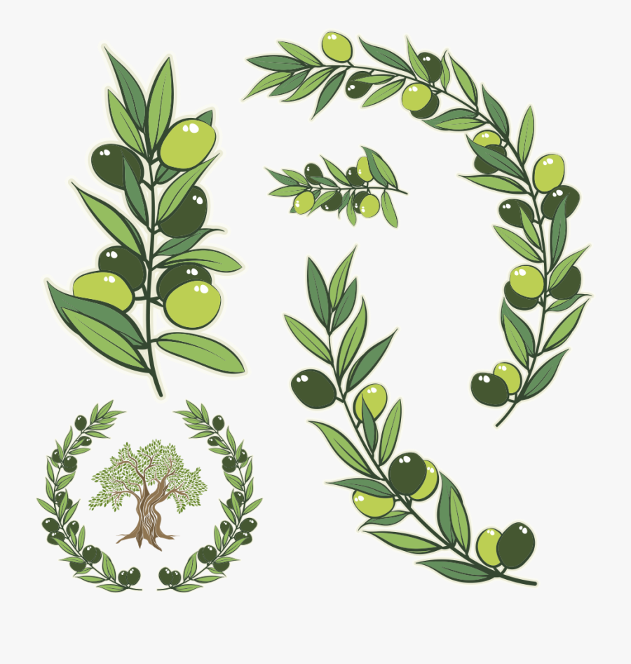 Olive Branch Stock Photography Illustration Green Transprent - Greek Olive Branch, Transparent Clipart