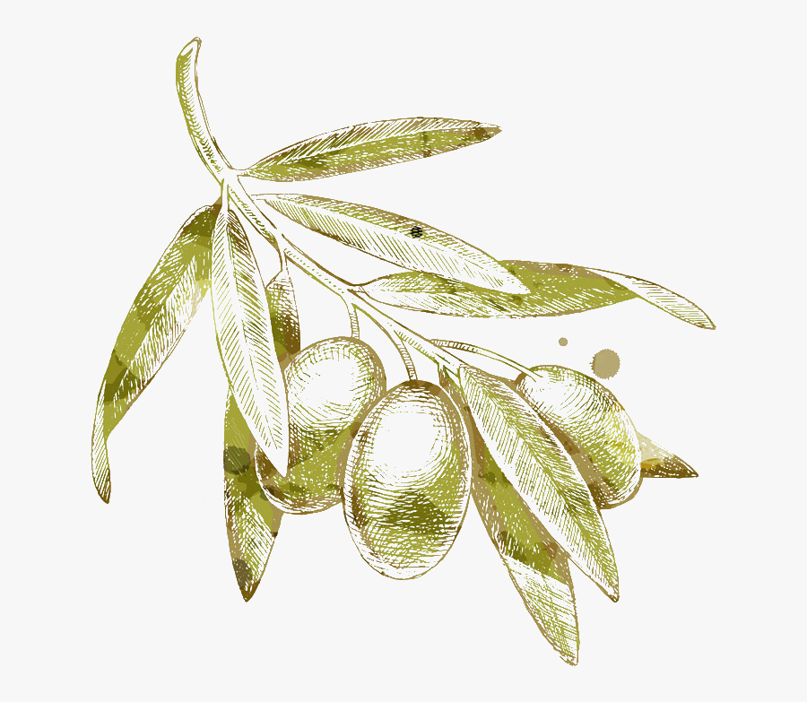 Olive Branch Drawing - Olive Tree Drawing Png, Transparent Clipart