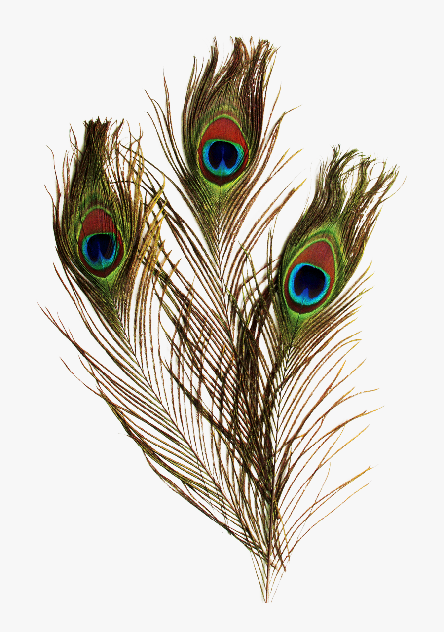 Peacock Feather Clip Art Png - Peacock Feather Images Png, Transparent Clipart