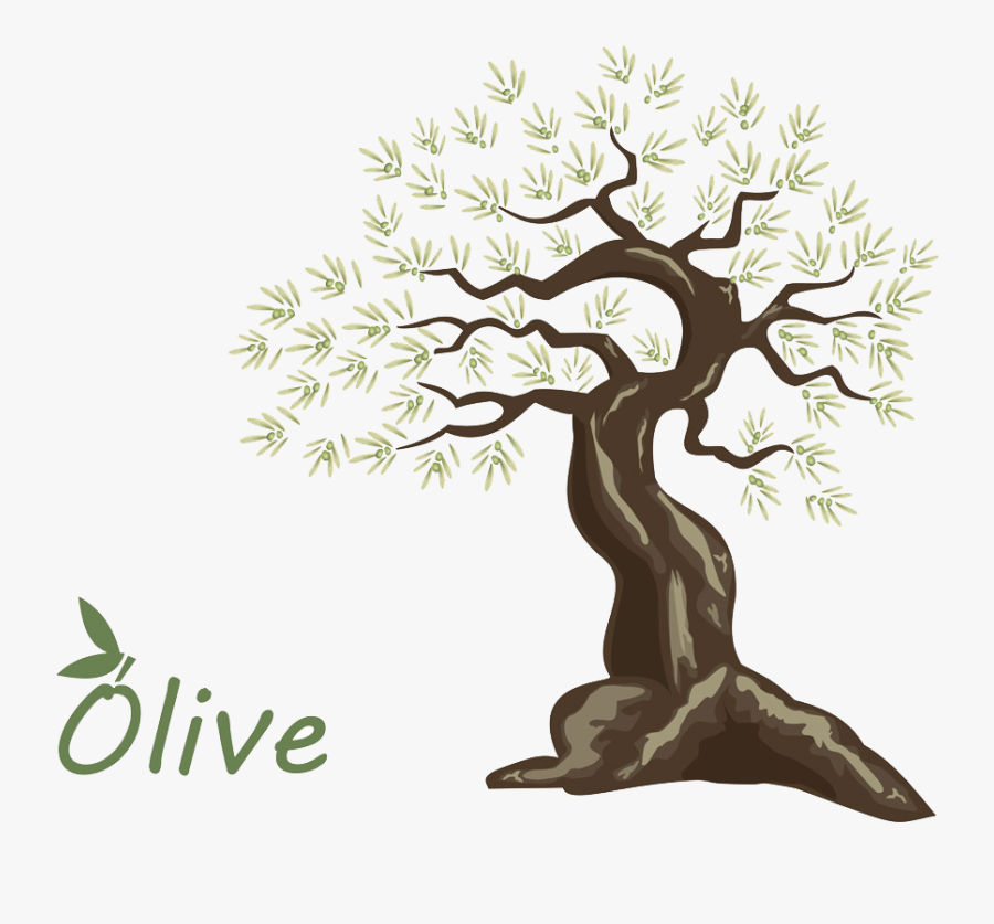 Olive Oil Tree - Tree, Transparent Clipart