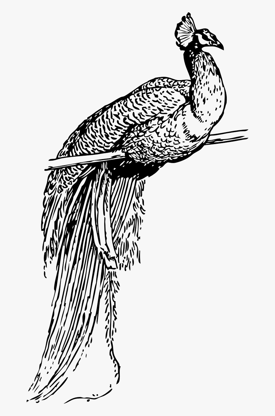 Peacock - Line Art Peacock Images Png, Transparent Clipart