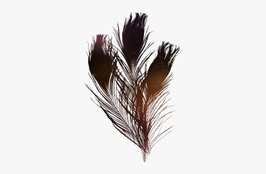Transparent Peacock Feather Image - Peacock Feathers, Transparent Clipart