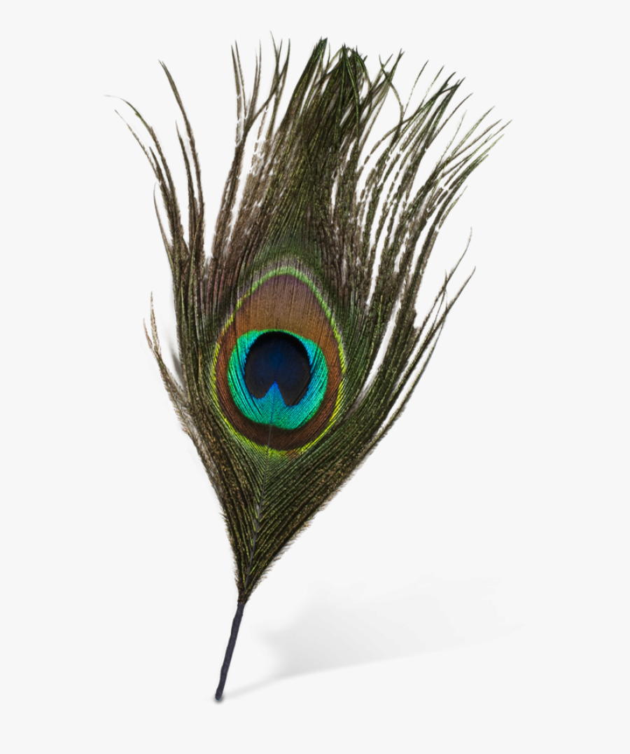 Png Format Peacock Feather Png, Transparent Clipart