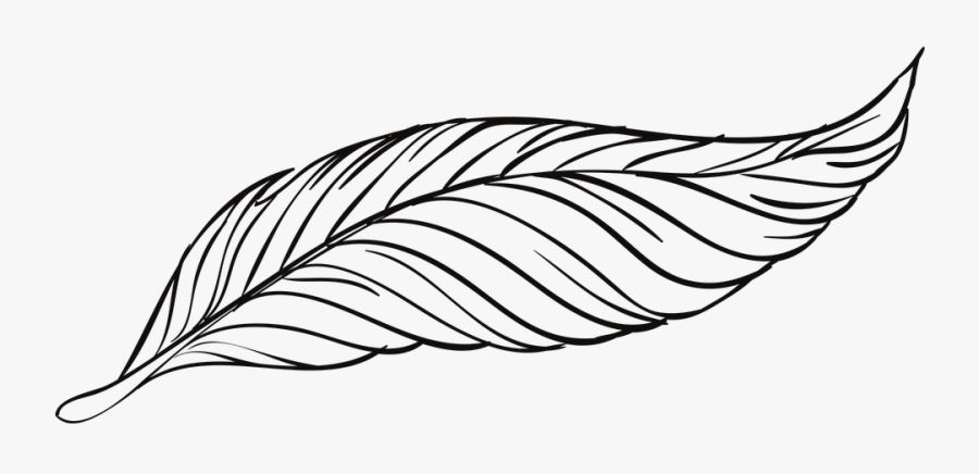 Ручка, Перья, Птица, Животное, Красивая, Павлин - Black And White Turkey Feather, Transparent Clipart