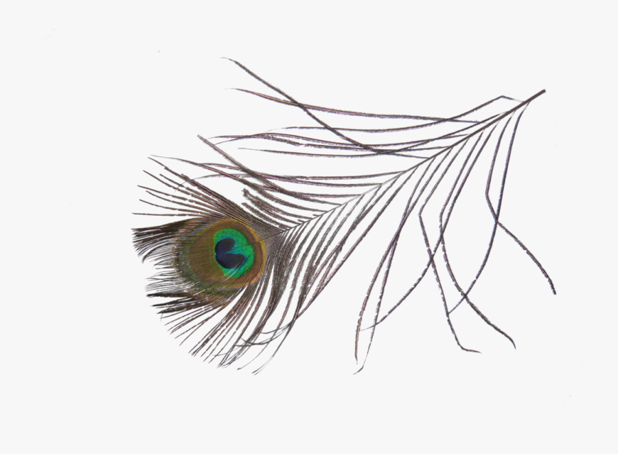 Single Peacock Feather Clip Art - Portable Network Graphics, Transparent Clipart
