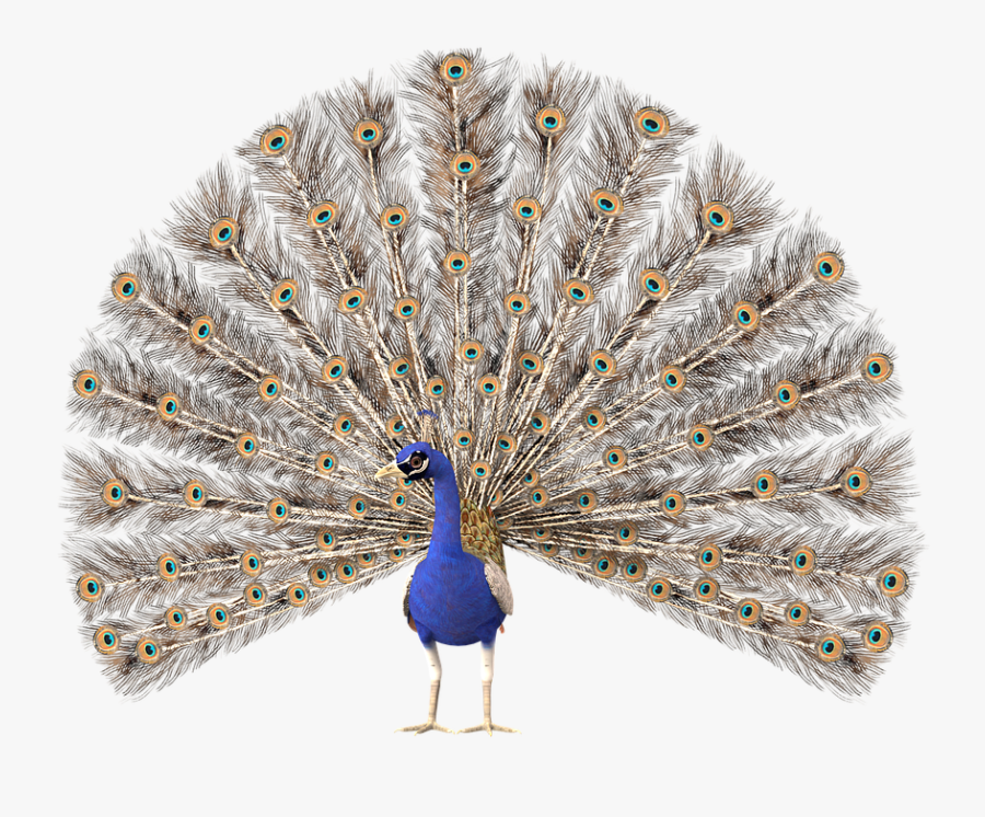 Peacock Clipart, Transparent Clipart