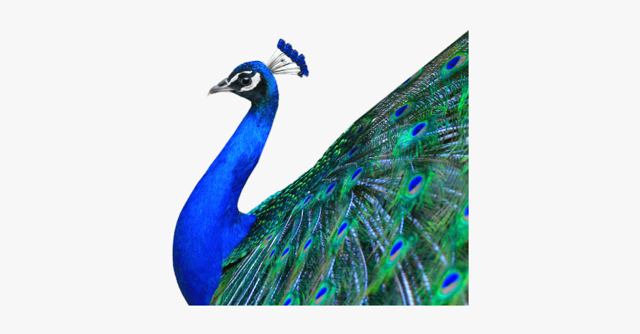 Peacock Png, Transparent Clipart