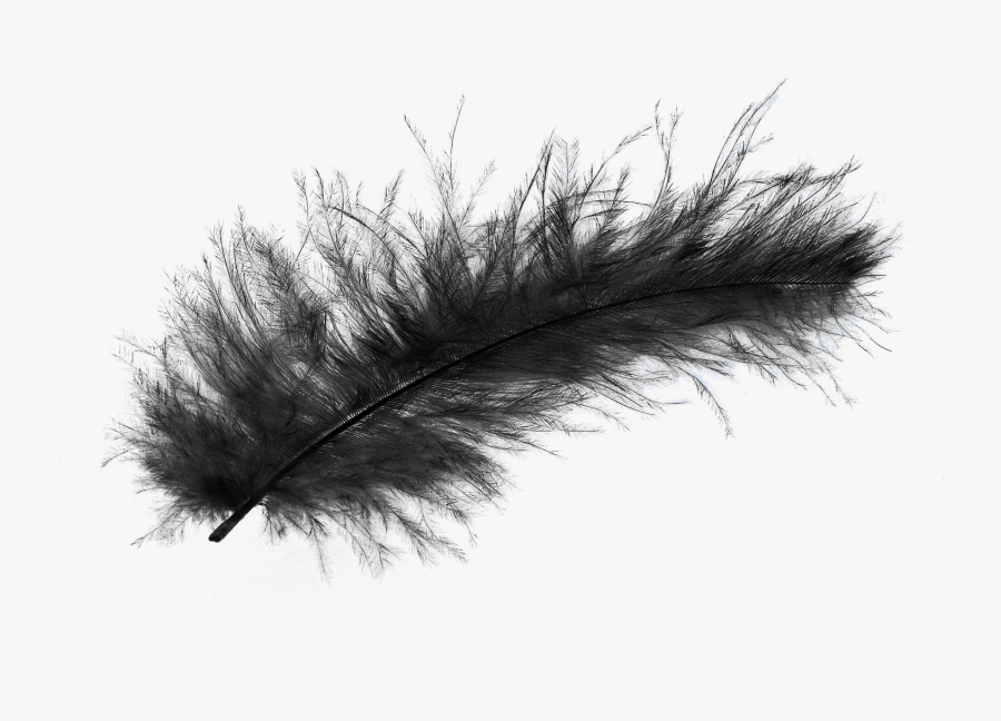V - 3 - 0 2028 - 7 Kb - Peacock Feather, Type File - Transparent Background Fur Png, Transparent Clipart