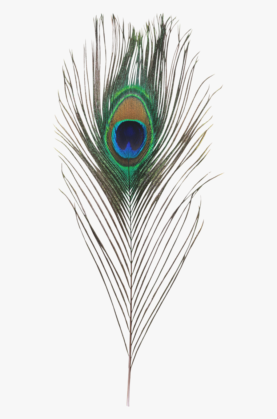 Transparent Peacock Feather Png - Single Peacock Feather Png, Transparent Clipart