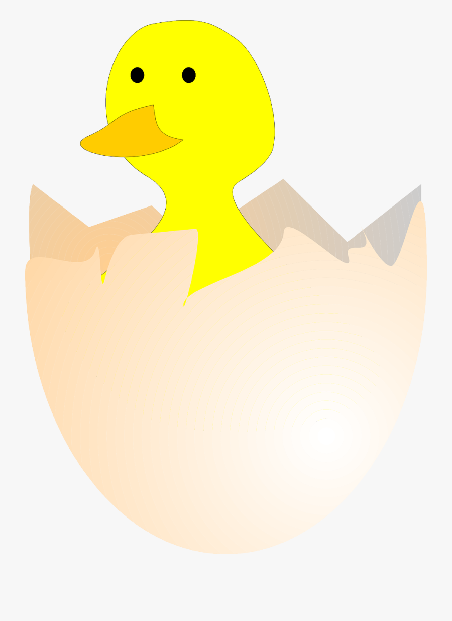 Poultry,water Bird,livestock - Chicks Hatching Clipart Png, Transparent Clipart