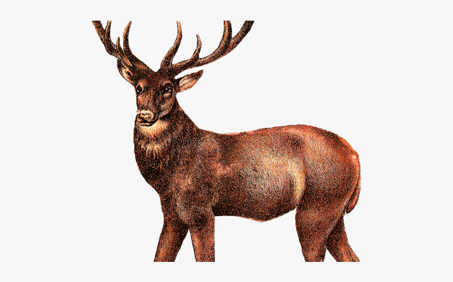 Transparent Elk Clipart, Transparent Clipart