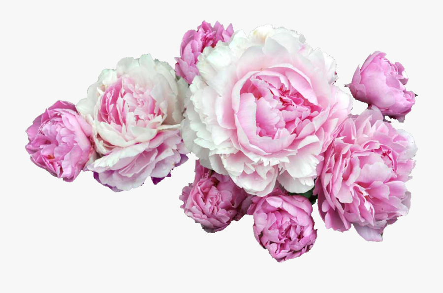 Peonies Transparent Background - Steve Buscemi Flower Crown, Transparent Clipart
