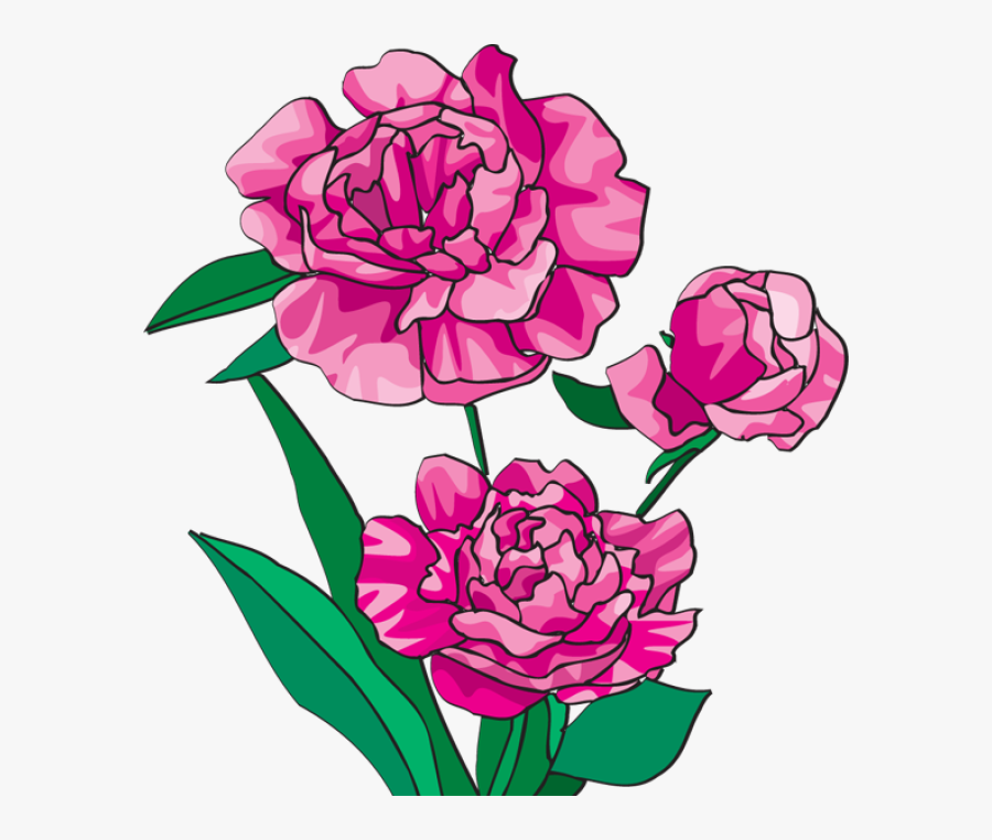 Peony Flower Clipart - Peony Clip Art, Transparent Clipart