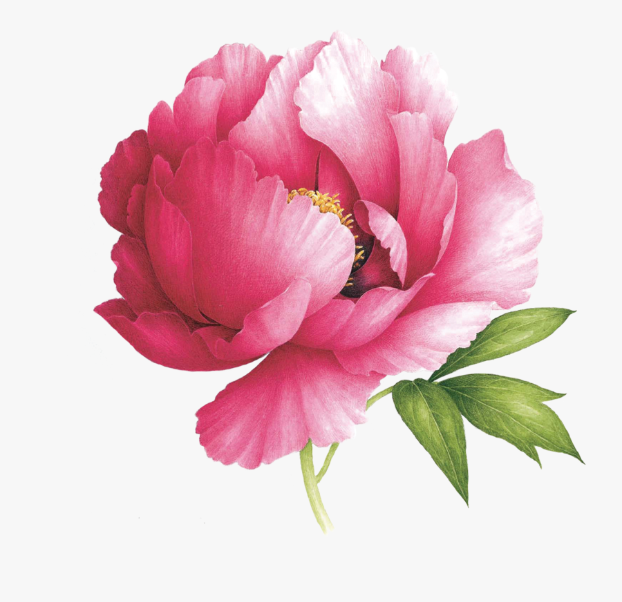 Peony Scented By Vincent Jeannerot From Tattly - Vincent Jeannerot, Transparent Clipart
