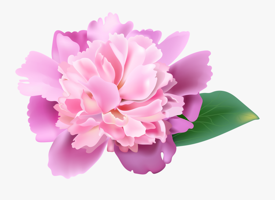 Pink Png Clip Art - Peony Clipart Transparent Background, Transparent Clipart