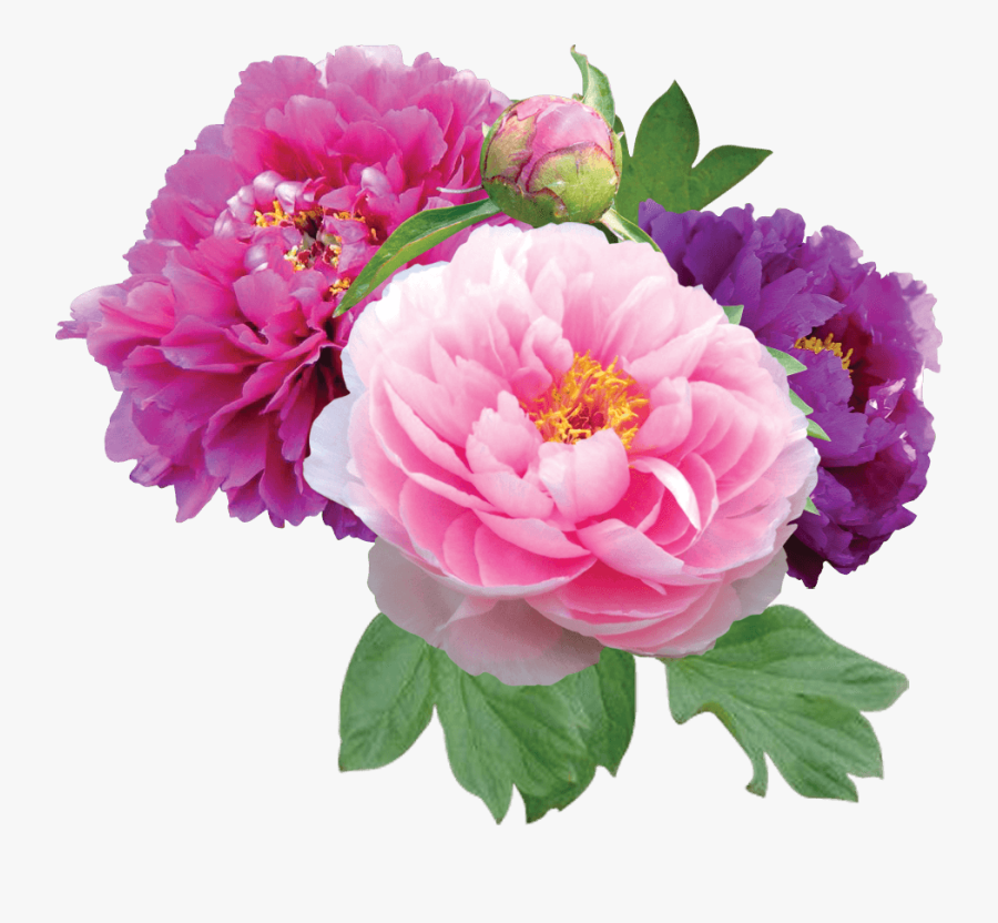 Clipart Peony Flowers - Peonies Png, Transparent Clipart