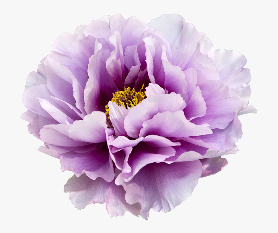 Peony Clipart Floral - Purple Flower Watercolor Clipart, Transparent Clipart