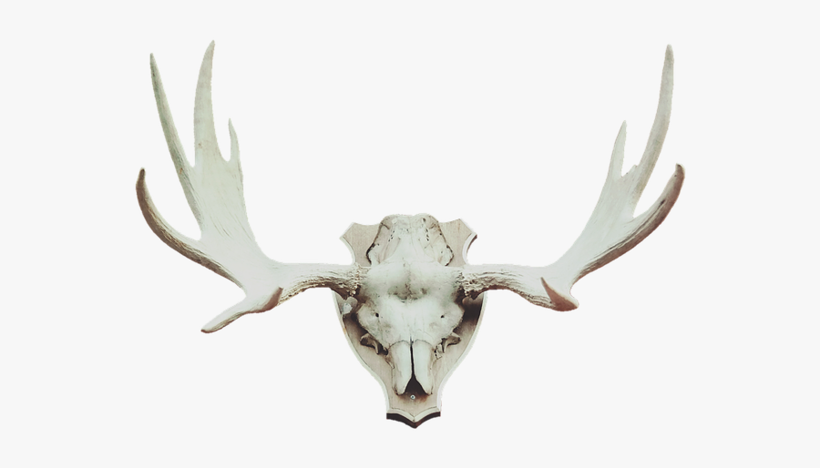 Antler, Transparent Clipart