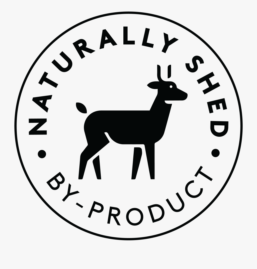 Roe Deer, Transparent Clipart