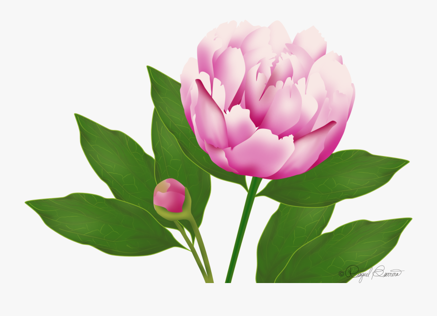 Wordpress Website Blog Peony, Transparent Clipart