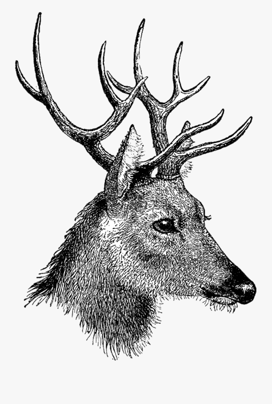 Free Vintage Digi Stamp - Deer Head Draw 3d, Transparent Clipart