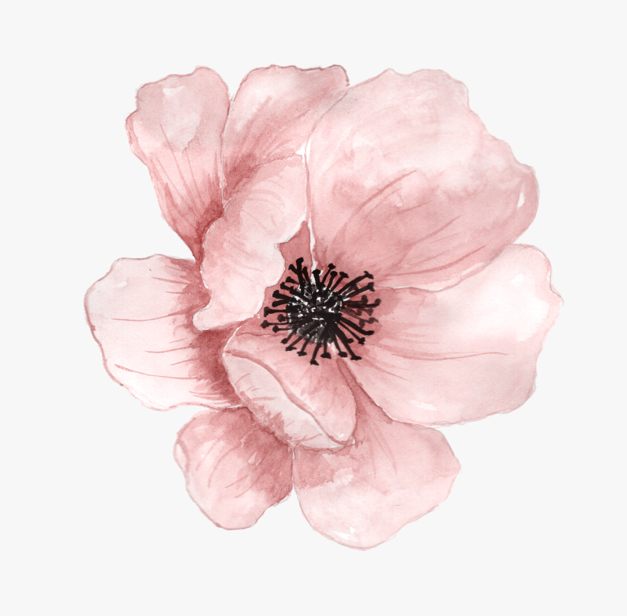 Watercolor Peonies Png - Transparent Background Flower Png , Free