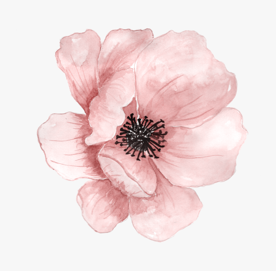 Watercolor Peonies Png - Transparent Background Flower Png, Transparent Clipart