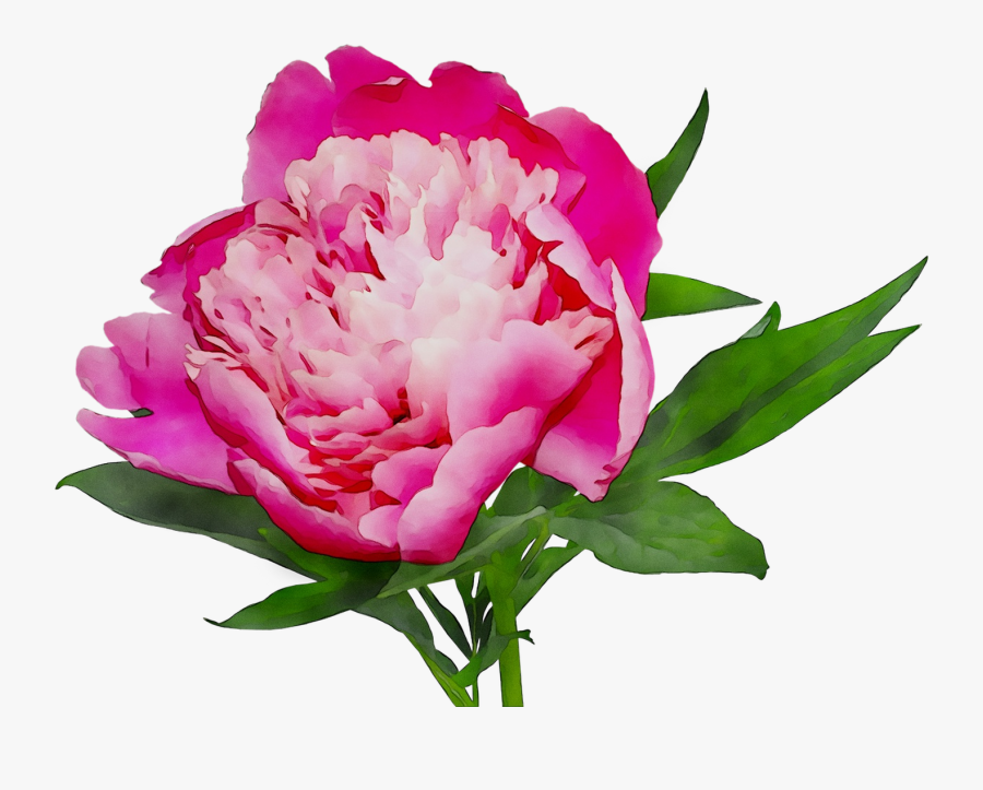Pink Cut Shopping Peony Online White Flowers Clipart - Детей Пион, Transparent Clipart