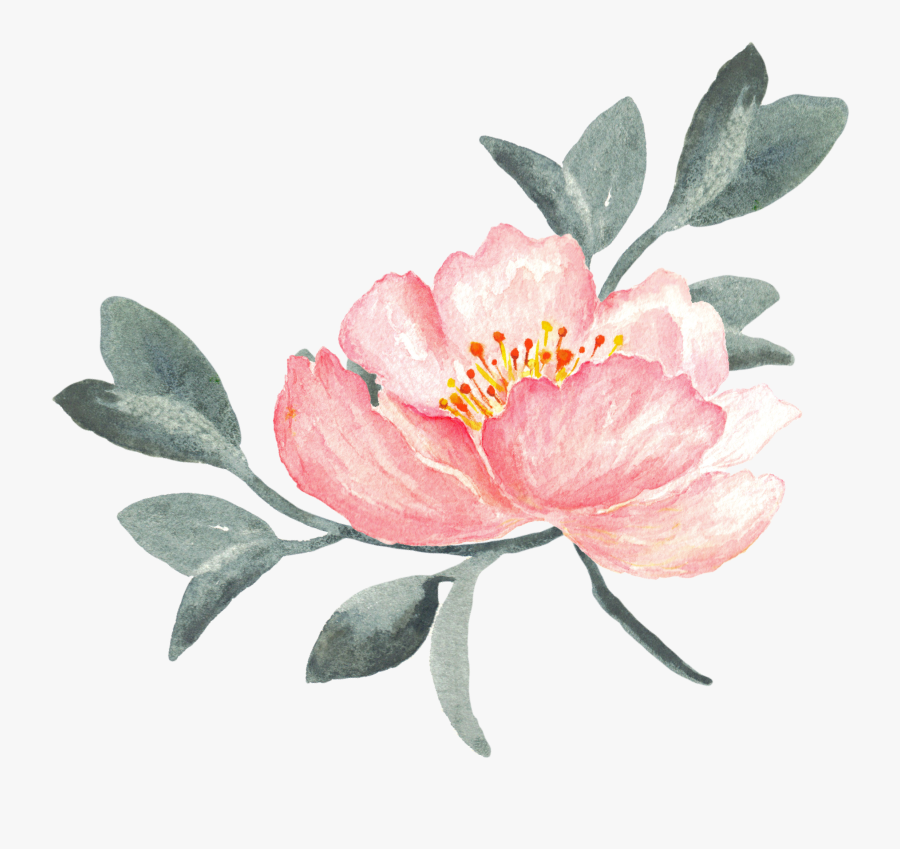 Peony Clipart Swag - Watercolor Peonies Transparent Background, Transparent Clipart
