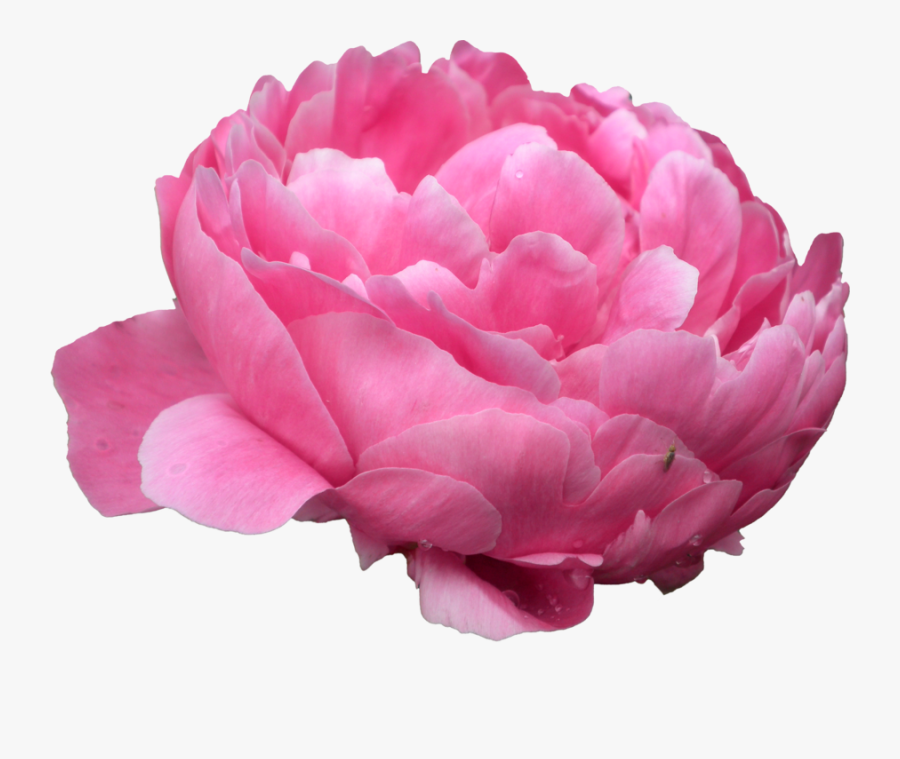 Peony Png 08 By Thy Darkest Hour - Peony Transparent Background, Transparent Clipart