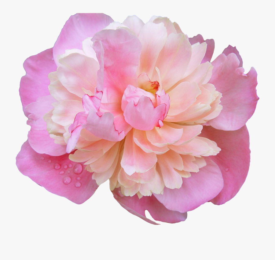 Peony Png Photos Vector, Clipart, Psd - Peony Transparent, Transparent Clipart