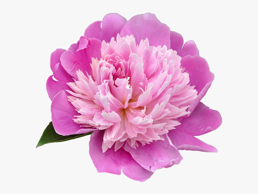 Peony Png, Transparent Clipart