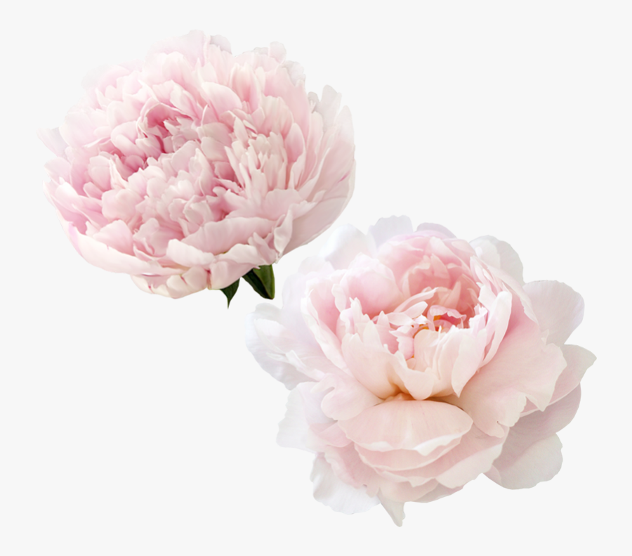 Transparent Peonies Clipart - Transparent Background Peonies Png, Transparent Clipart