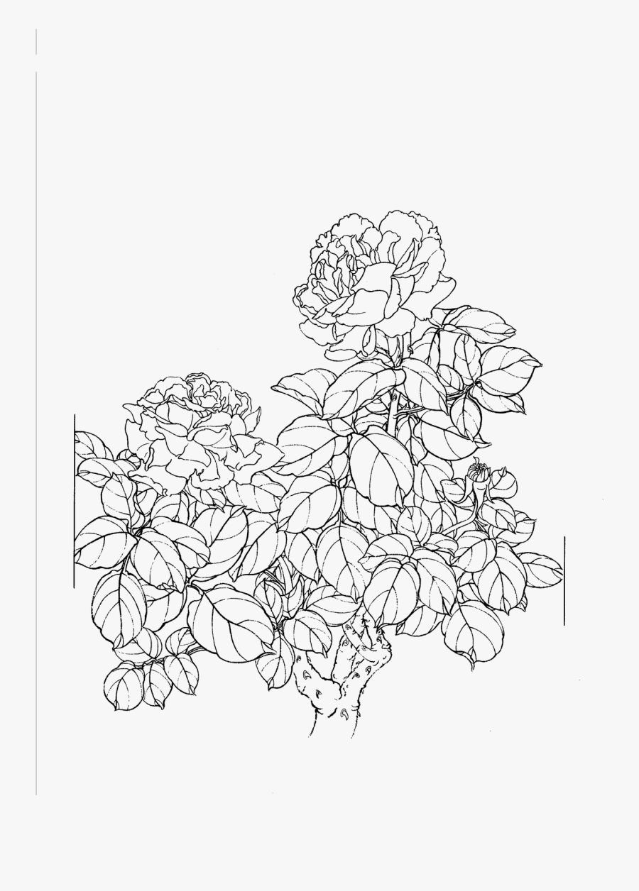 Lineart Clipart Peonies Clip - Flowers Line Drawing Png, Transparent Clipart