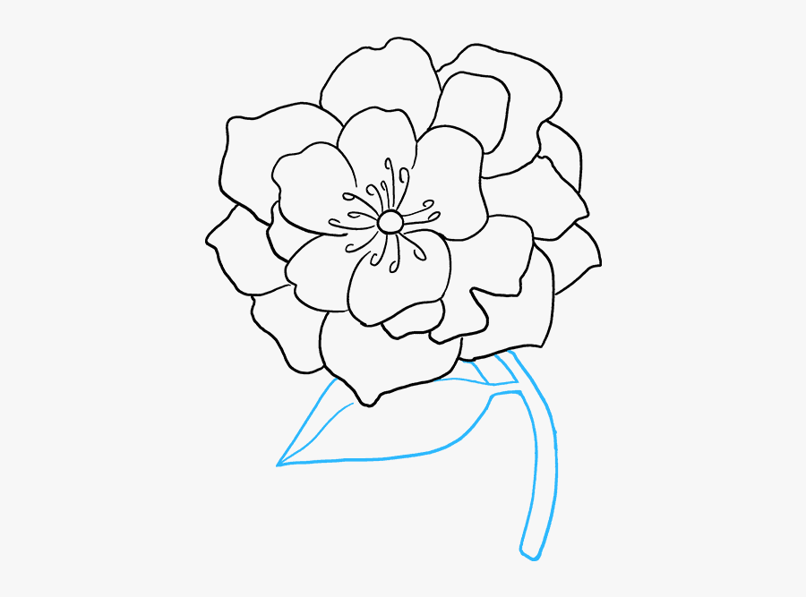 Clip Art Drawing Peony - Outline Peonies Flower Drawing, Transparent Clipart