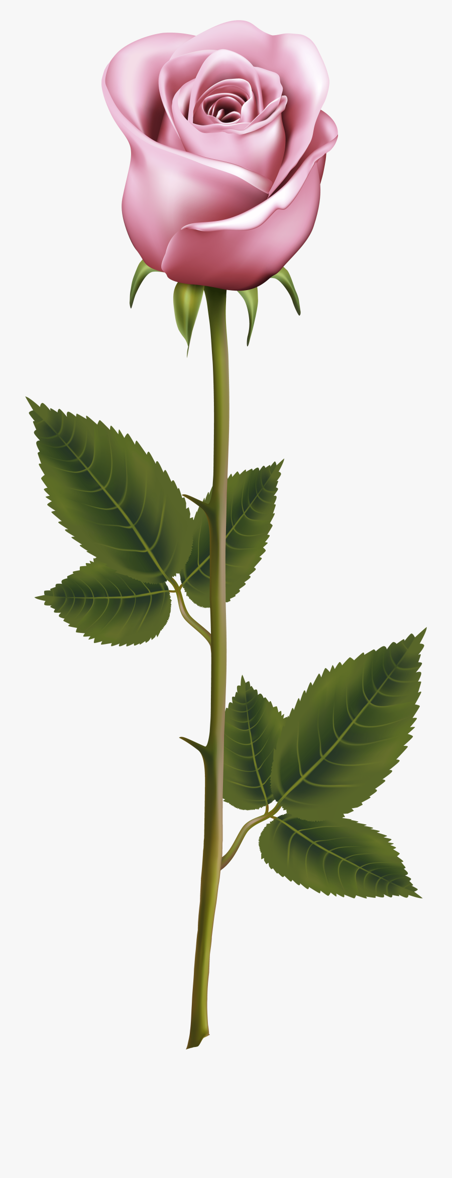 Png Gulab Ka Phool, Transparent Clipart