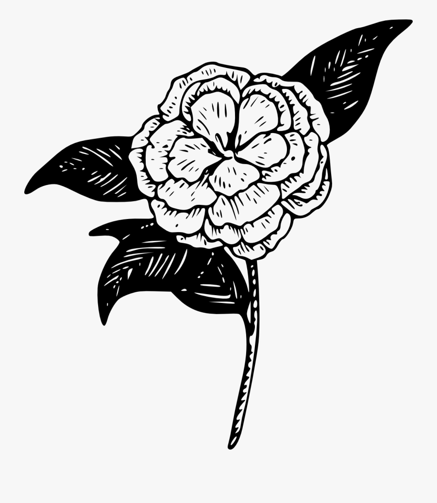 Peony Clipart - Clipart Best - Camellia Flower Clip Art, Transparent Clipart
