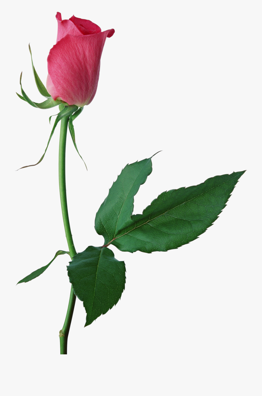 Long Stem Pink Rose Png, Transparent Clipart