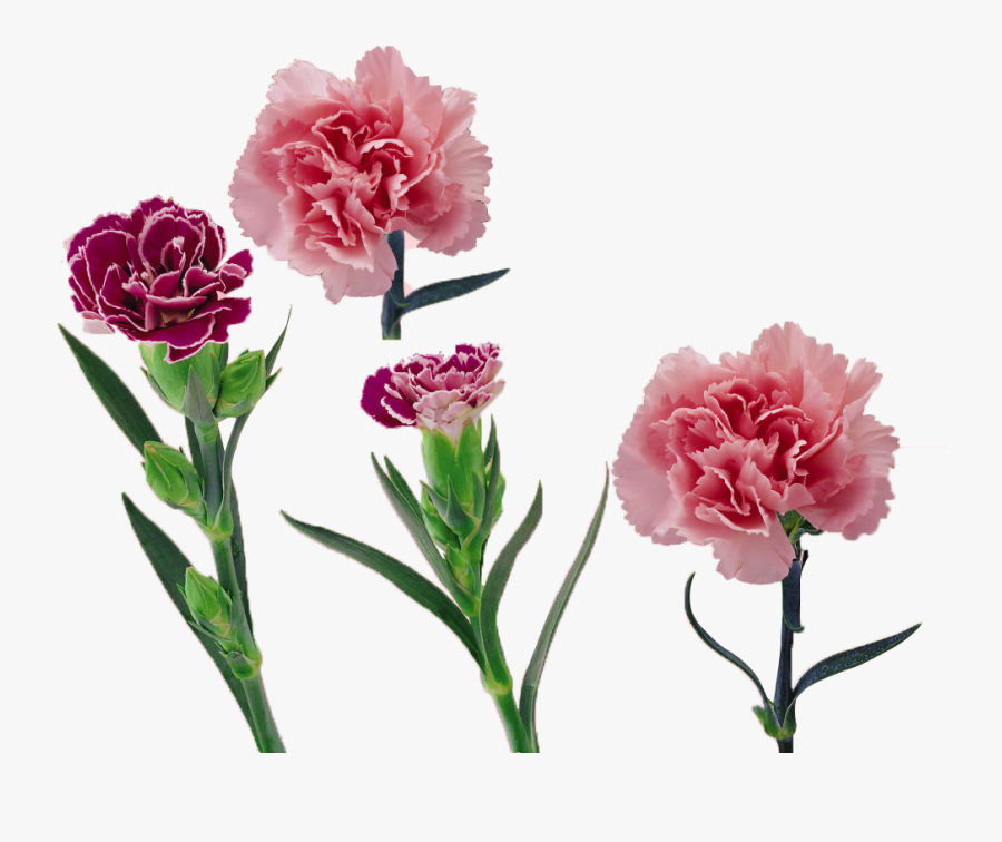Royalty Free Library Carnation Vector Flower - Fleur Oeillet Png, Transparent Clipart