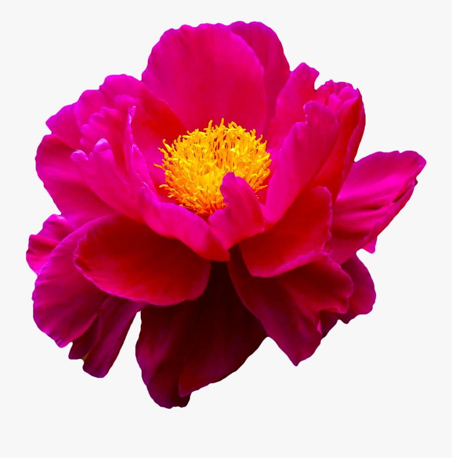 Real Flowers Png - Portable Network Graphics, Transparent Clipart
