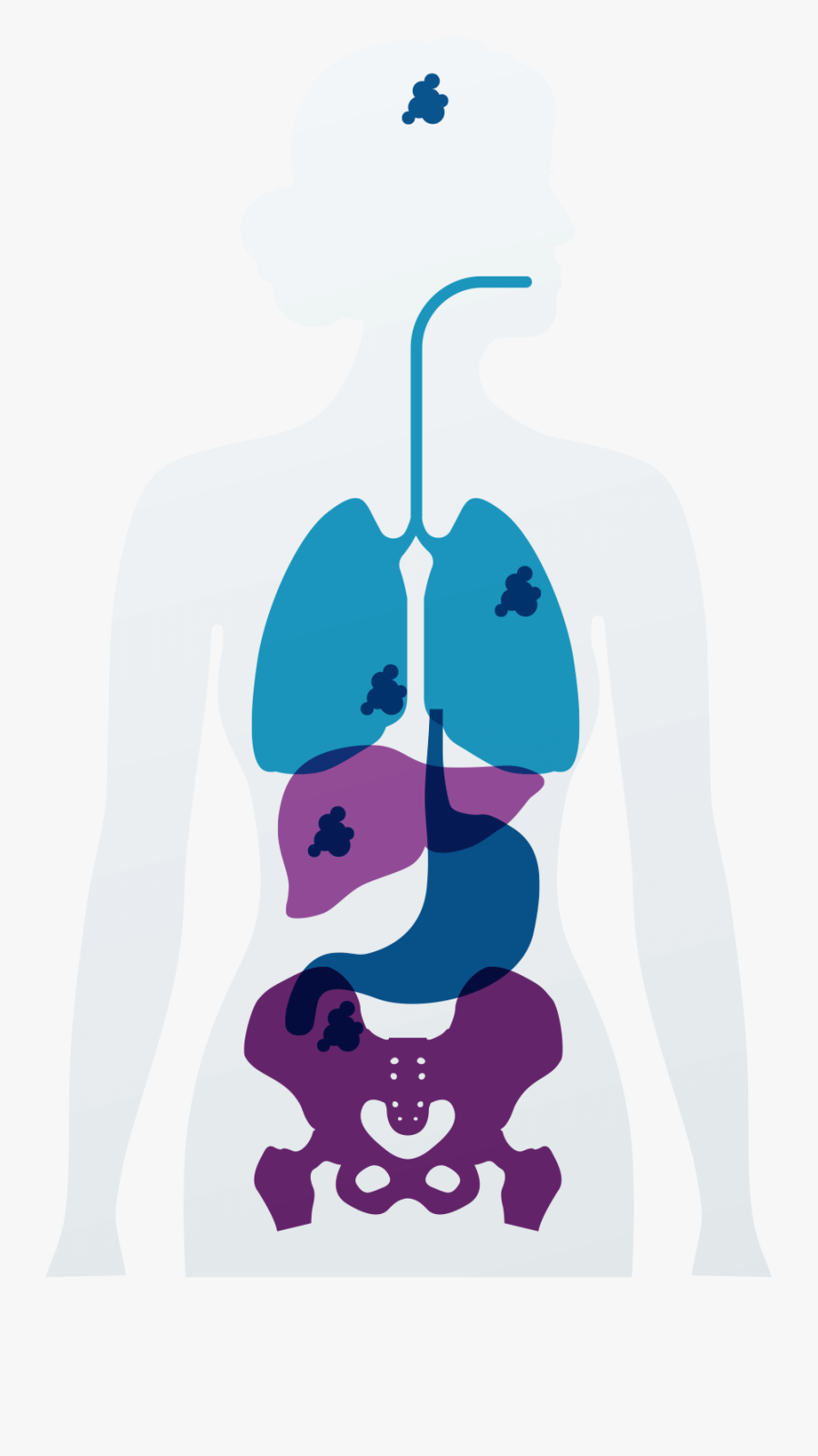 Illustration, Transparent Clipart